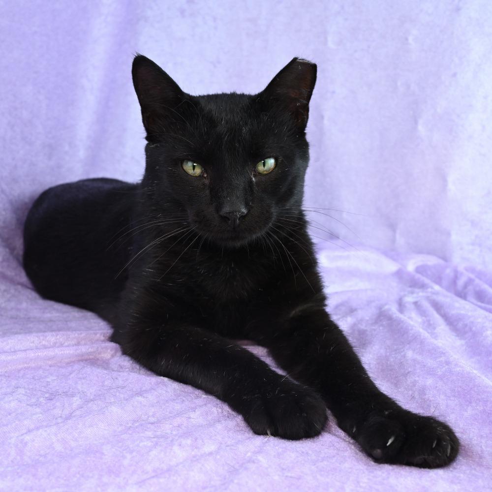 Enlarge Little Elvis, a Adoptable Domestic Short Hair in Mobile, AL image 4/6