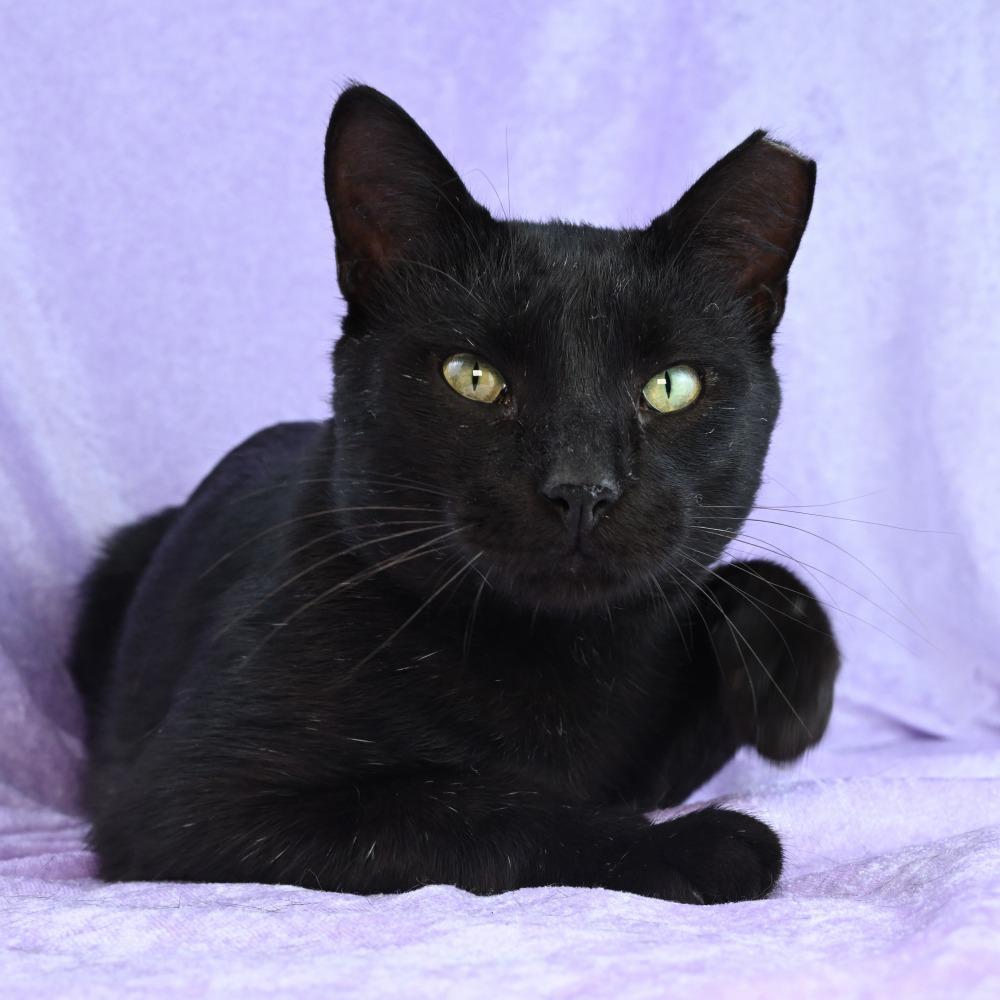 Enlarge Little Elvis, a Adoptable Domestic Short Hair in Mobile, AL image 5/6