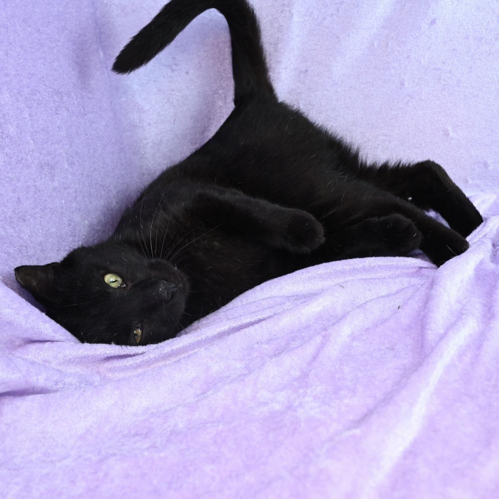 Enlarge Little Elvis, a Adoptable Domestic Short Hair in Mobile, AL image 6/6