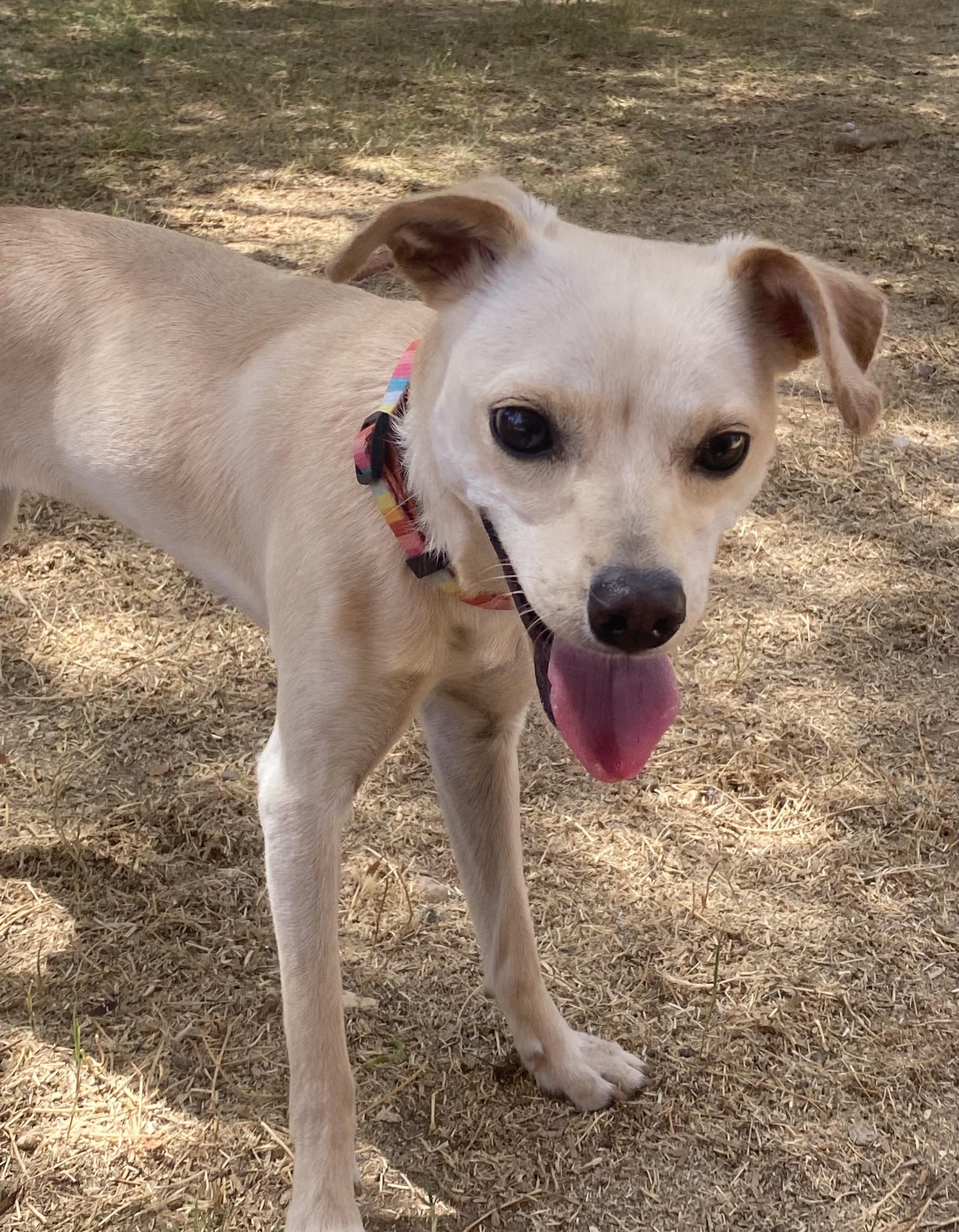 Peaches, a Adoptable mixed breed in Phoenix, AZ image 6/6