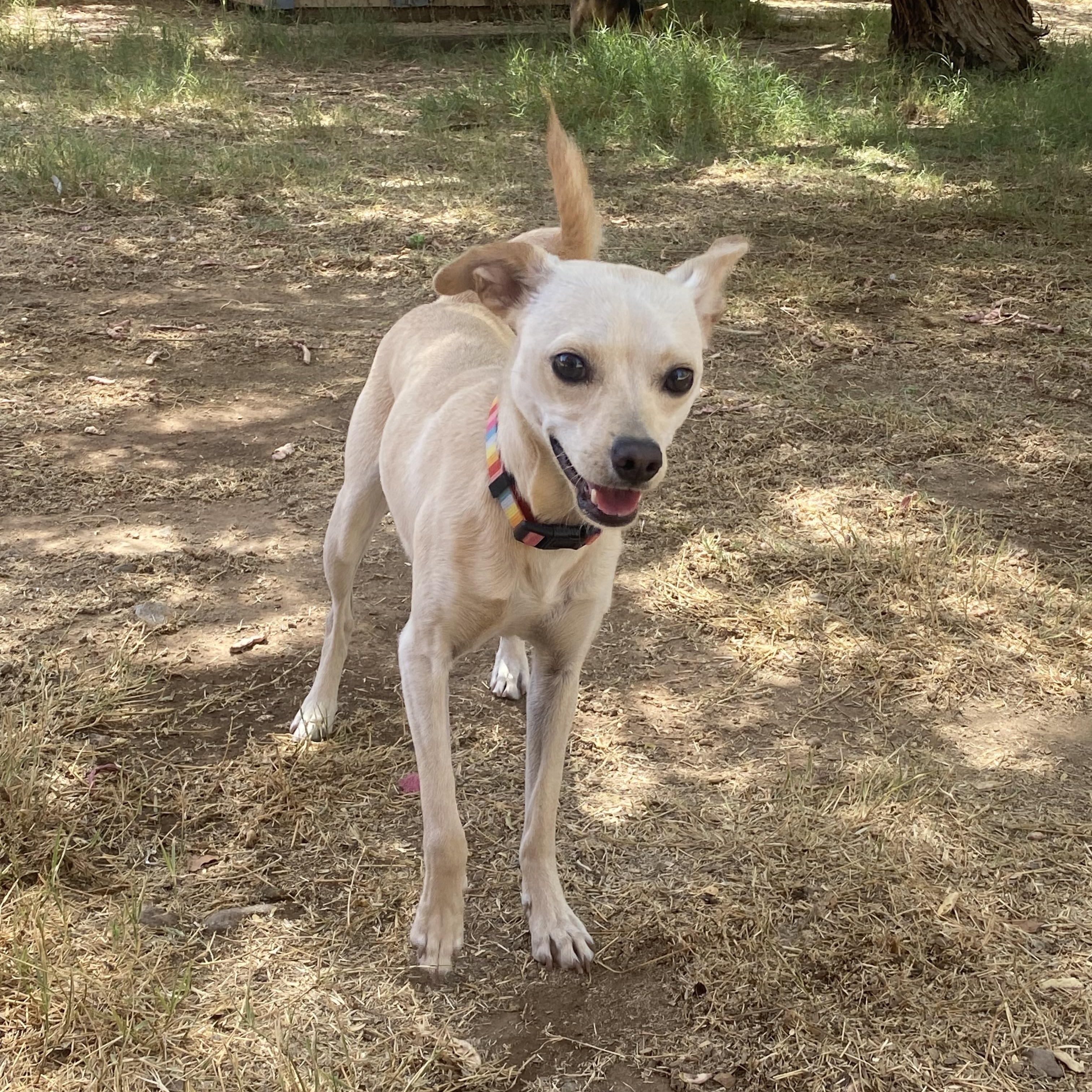 Peaches, a Adoptable mixed breed in Phoenix, AZ image 3/6