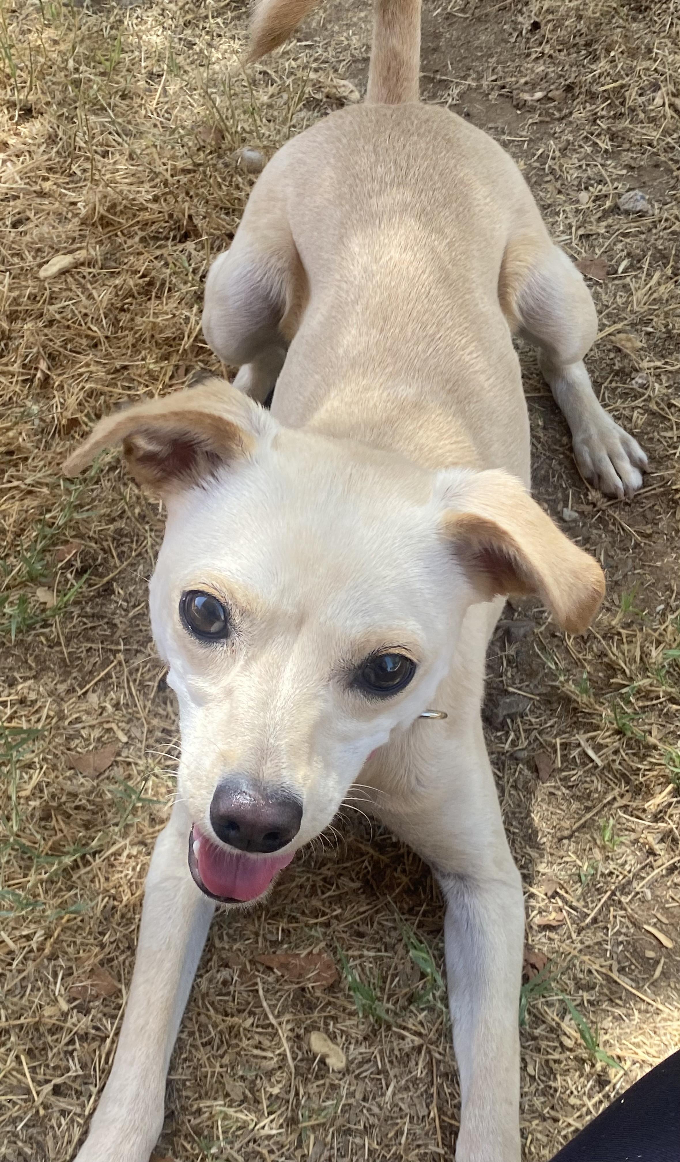 Peaches, a Adoptable mixed breed in Phoenix, AZ image 2/6