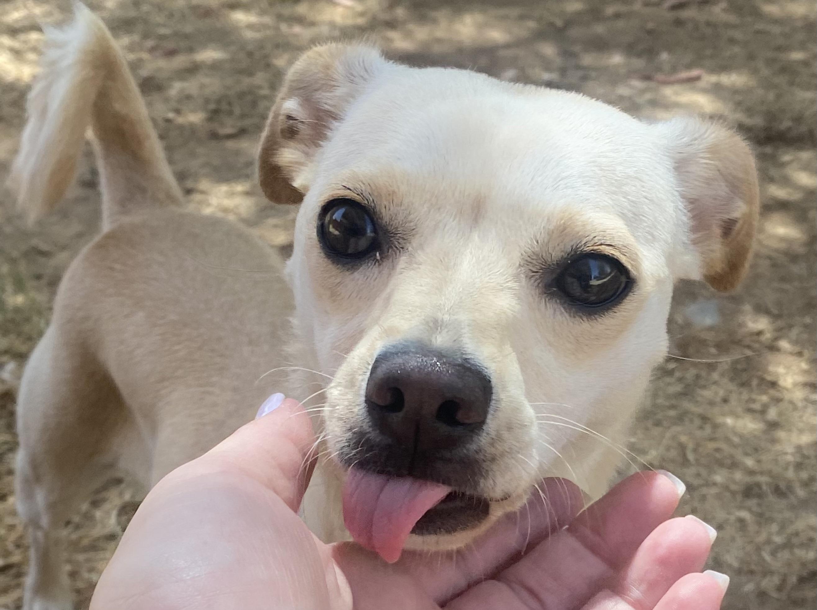 Peaches, a Adoptable mixed breed in Phoenix, AZ image 5/6
