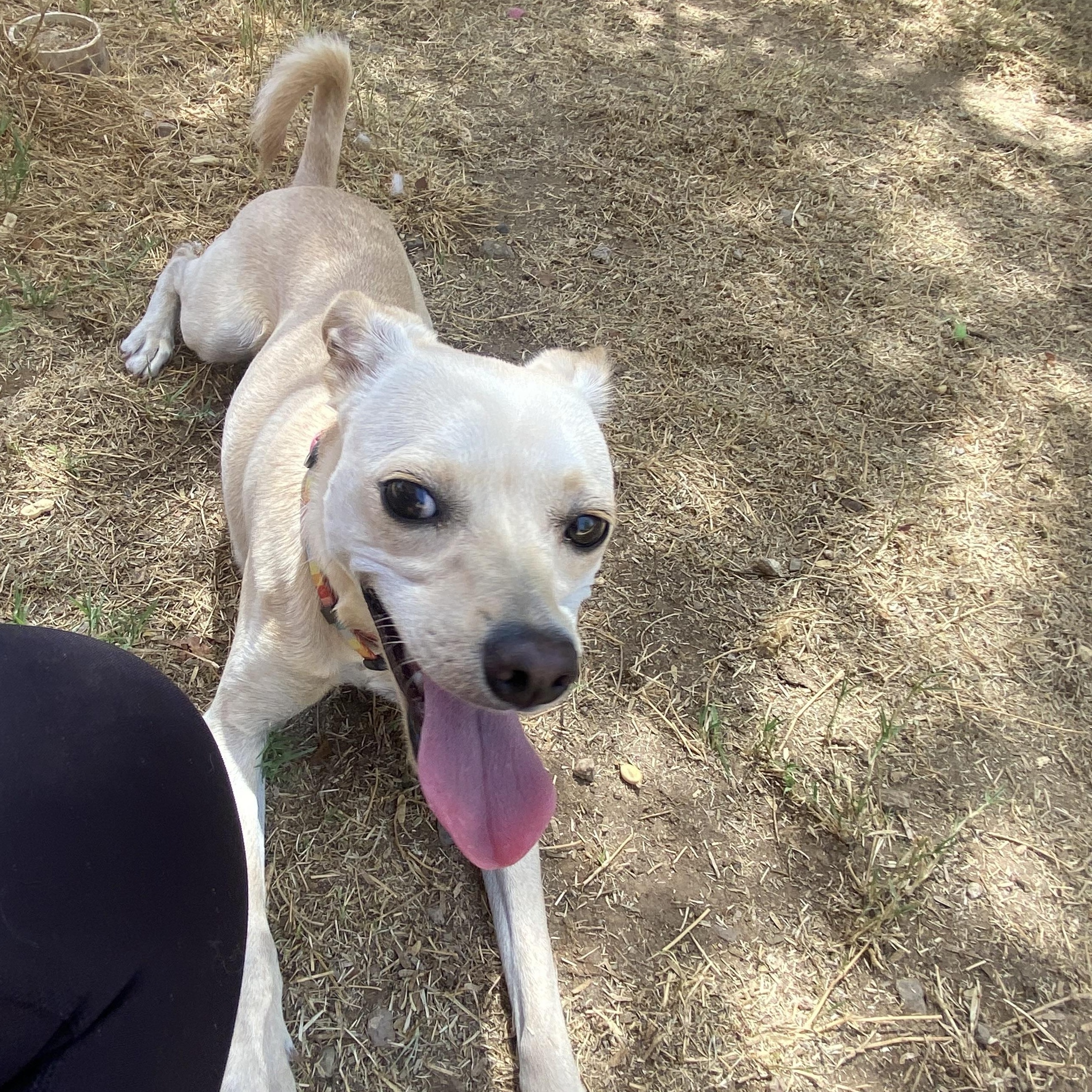 Peaches, a Adoptable mixed breed in Phoenix, AZ image 4/6