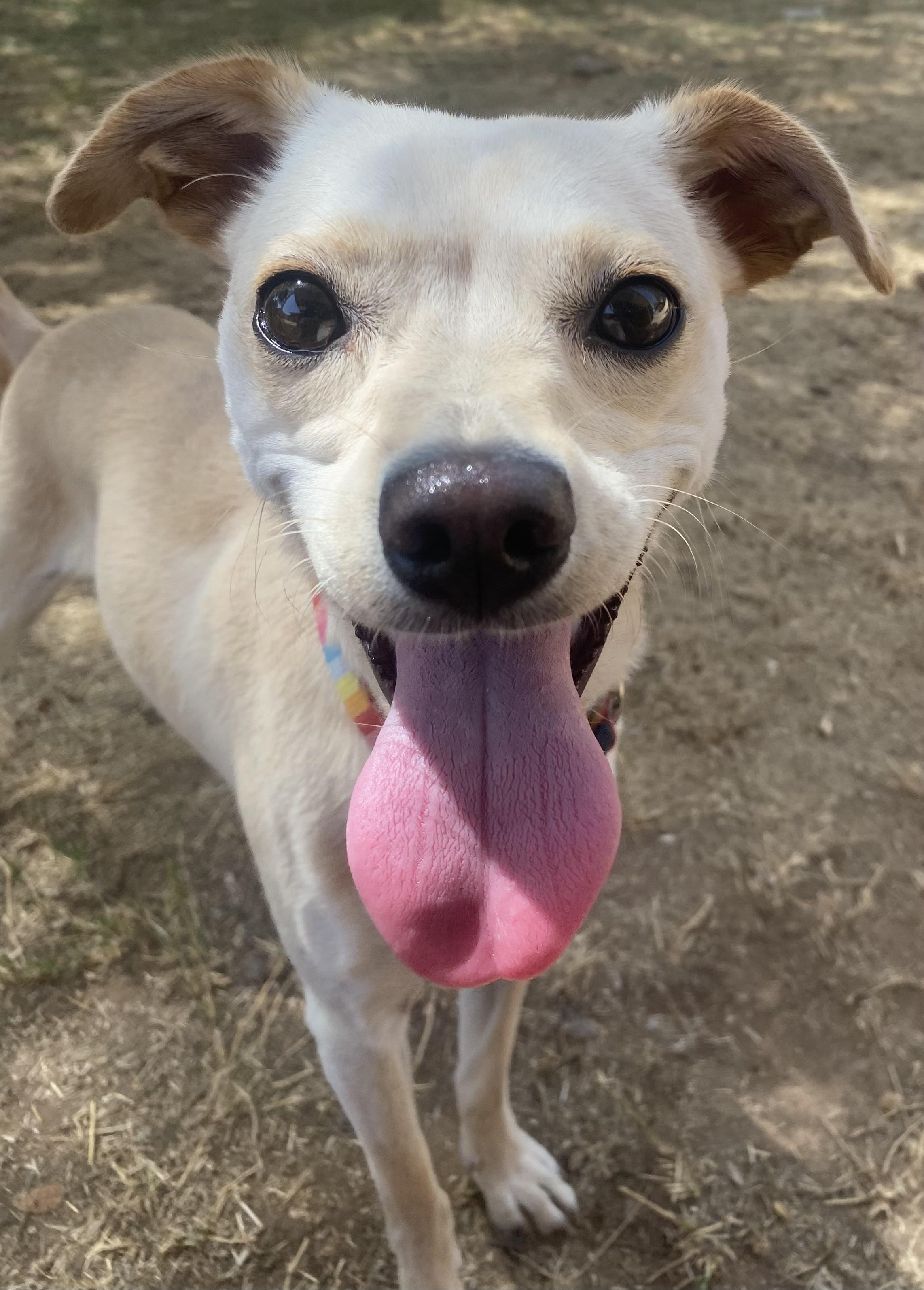 Peaches, Adoptable, Young Female Chihuahua.
