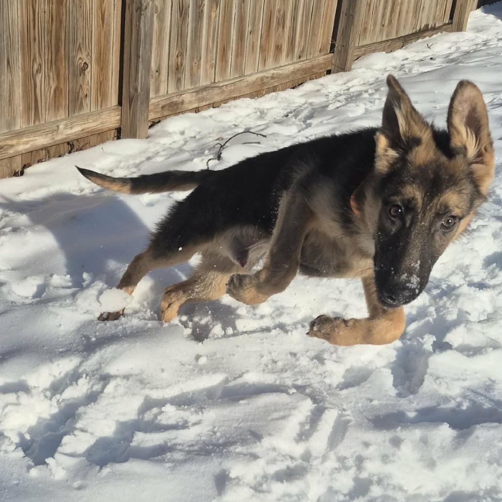 Boulder, Adoptable, Young Male German Shepherd Dog & Mixed Breed.