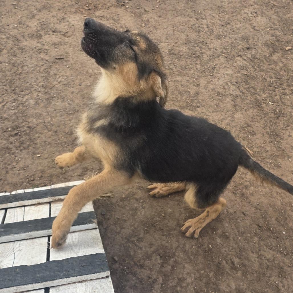 Enlarge Boulder, a Adoptable mixed breed in Boone, IA image 2/6