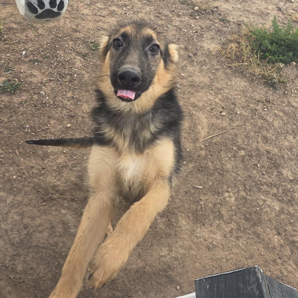 Enlarge Boulder, a Adoptable mixed breed in Boone, IA image 3/6