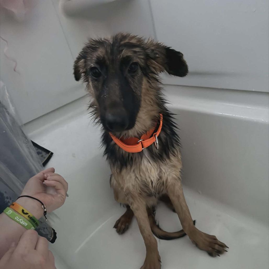 Enlarge Boulder, a Adoptable mixed breed in Boone, IA image 4/6