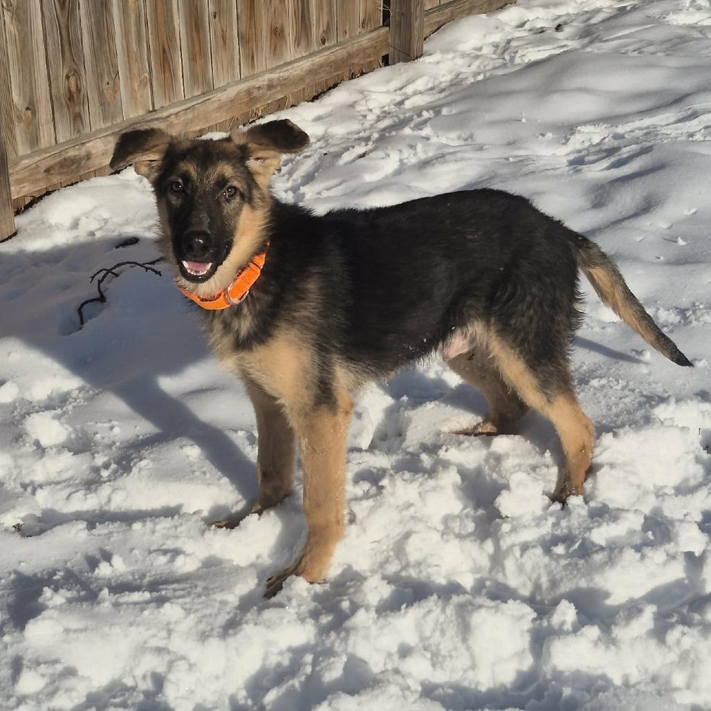 Enlarge Boulder, a Adoptable mixed breed in Boone, IA image 5/6