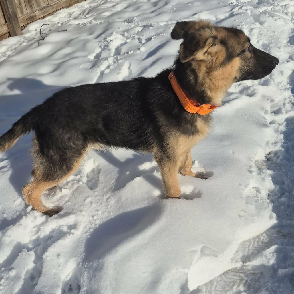 Enlarge Boulder, a Adoptable mixed breed in Boone, IA image 6/6