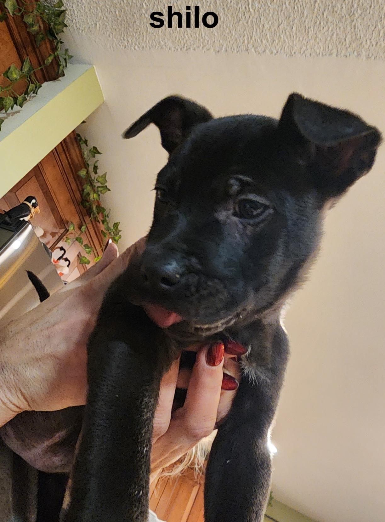 Shilo Incredible — thumbnail 2