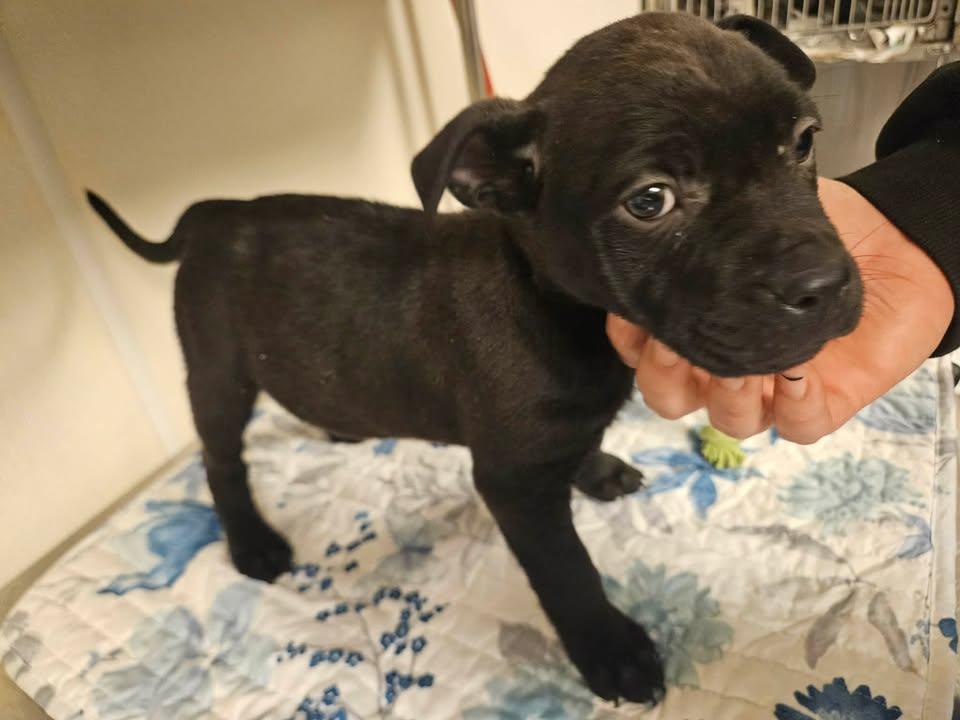 Shilo Incredible — thumbnail 4