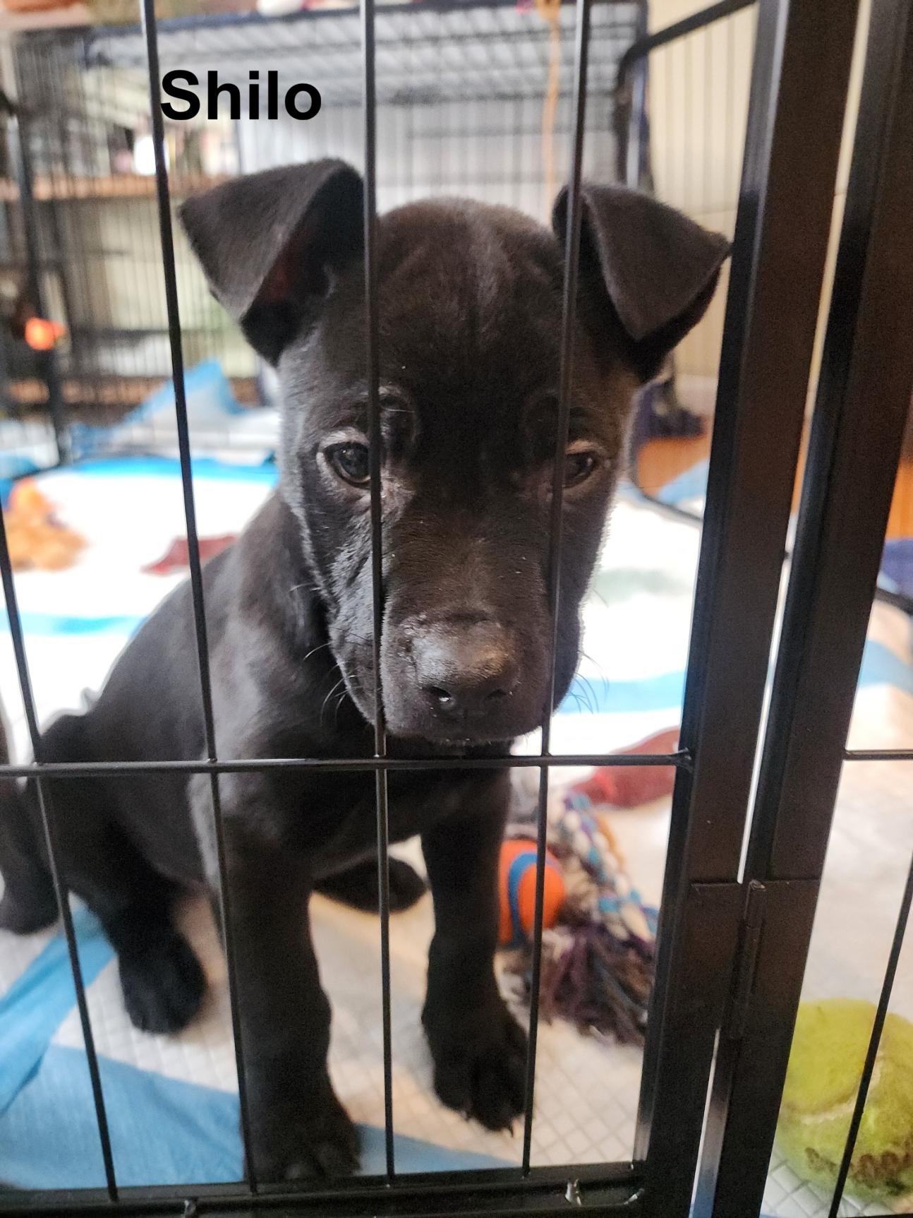 Shilo Incredible — thumbnail 5