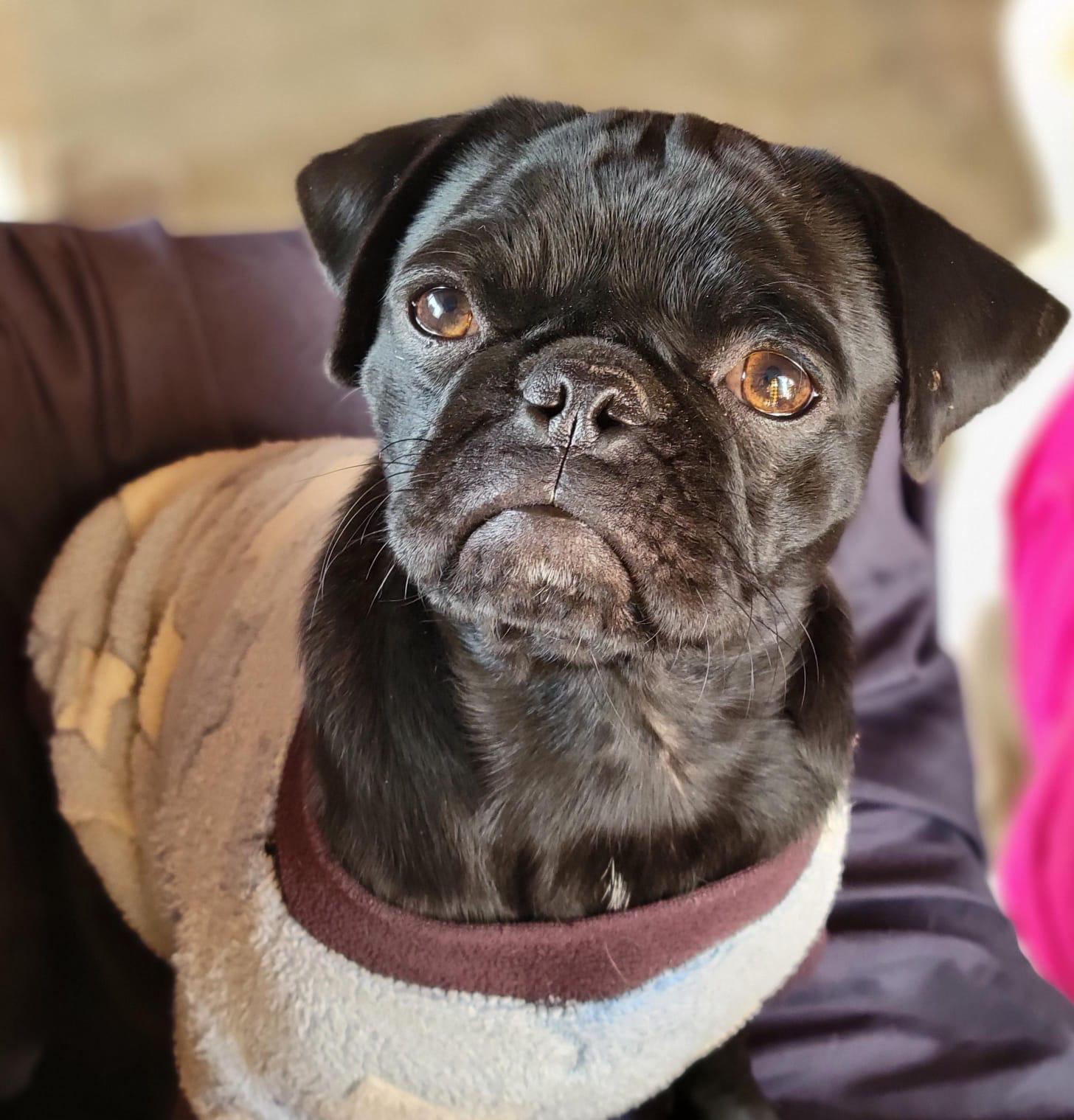 Enlarge Mamba, a ADOPTABLE mixed breed in Sherwood, OR image 2/3