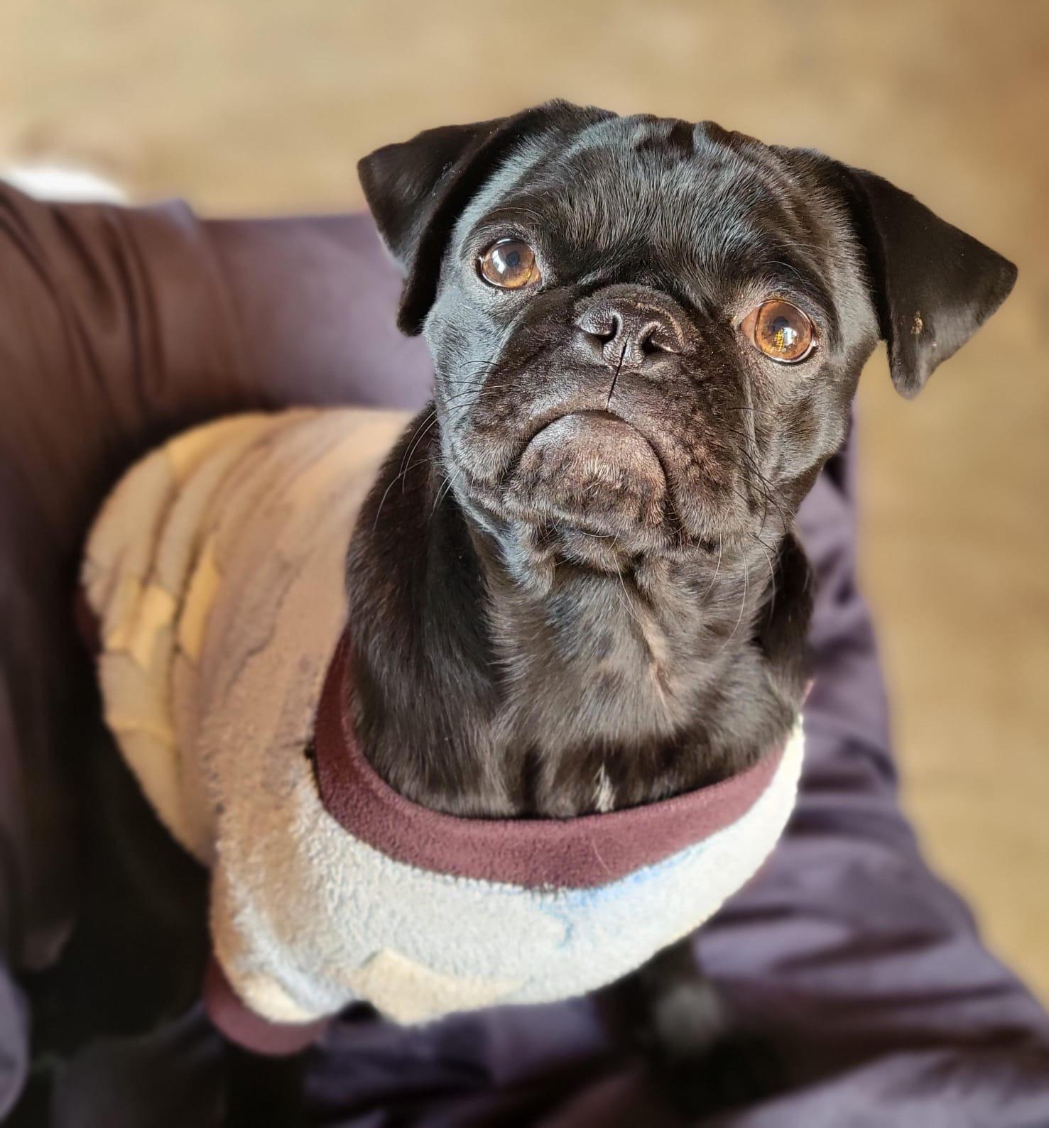 Mamba, ADOPTABLE, Adult Female Pug.