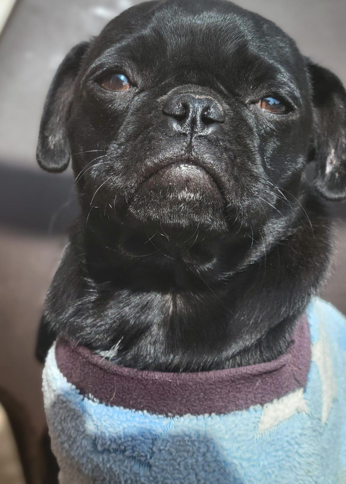 Enlarge Mamba, a ADOPTABLE mixed breed in Sherwood, OR image 3/3