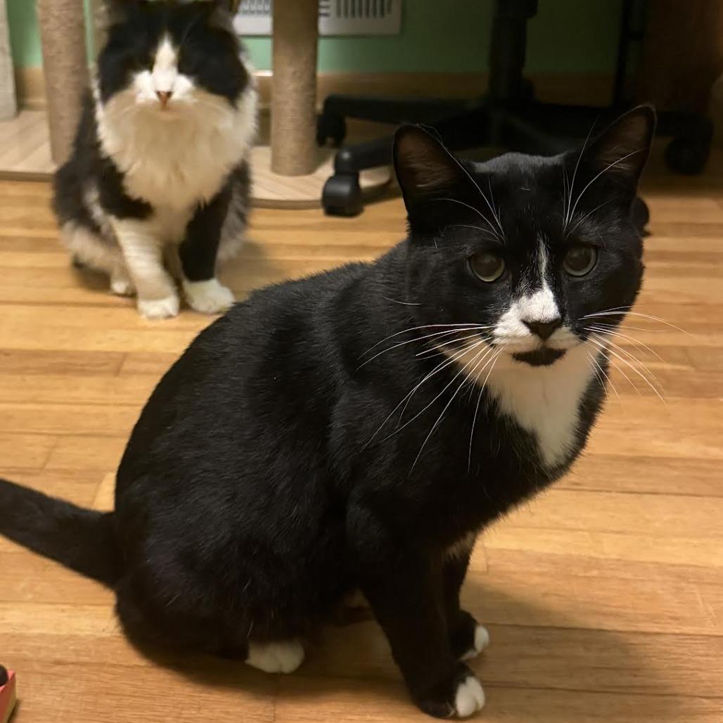 Bugsy (Courtesy Listing), a Adoptable Domestic Short Hair in Cleveland Heights, OH image 2/5