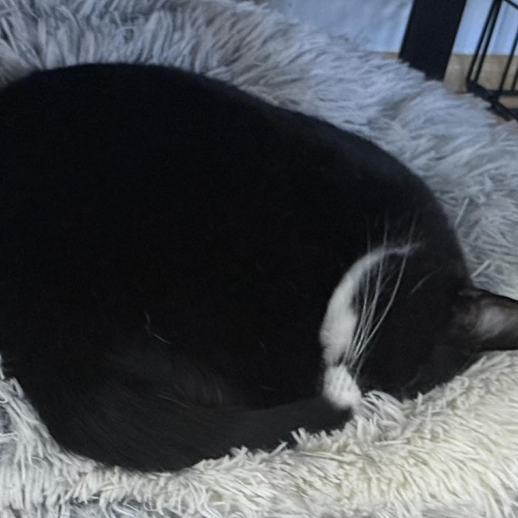 Bugsy (Courtesy Listing), a Adoptable Domestic Short Hair in Cleveland Heights, OH image 5/5