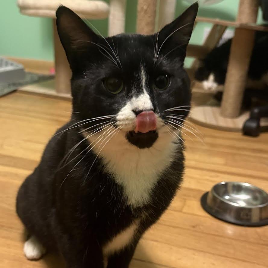 Bugsy (Courtesy Listing), a Adoptable Domestic Short Hair in Cleveland Heights, OH image 3/5