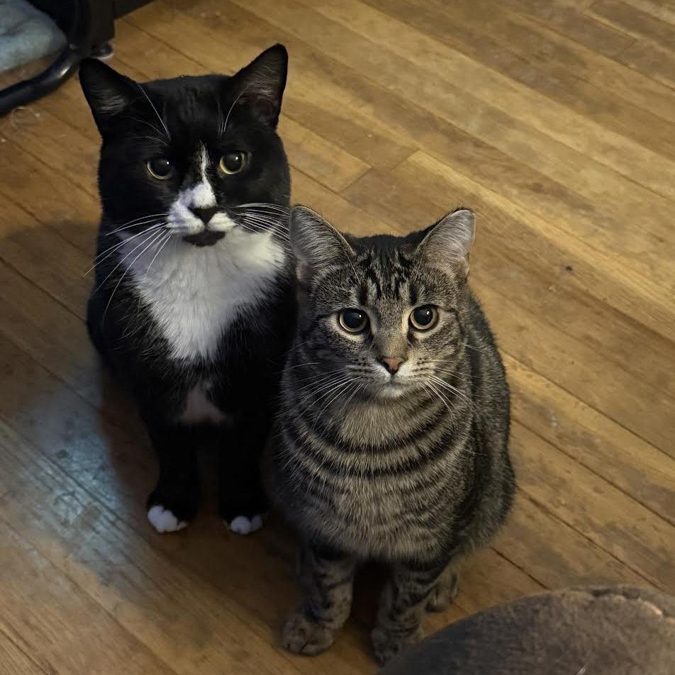 Bugsy (Courtesy Listing), a Adoptable Domestic Short Hair in Cleveland Heights, OH image 4/5