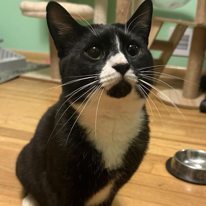 Bugsy (Courtesy Listing), a Adoptable Domestic Short Hair in Cleveland Heights, OH image 1/5