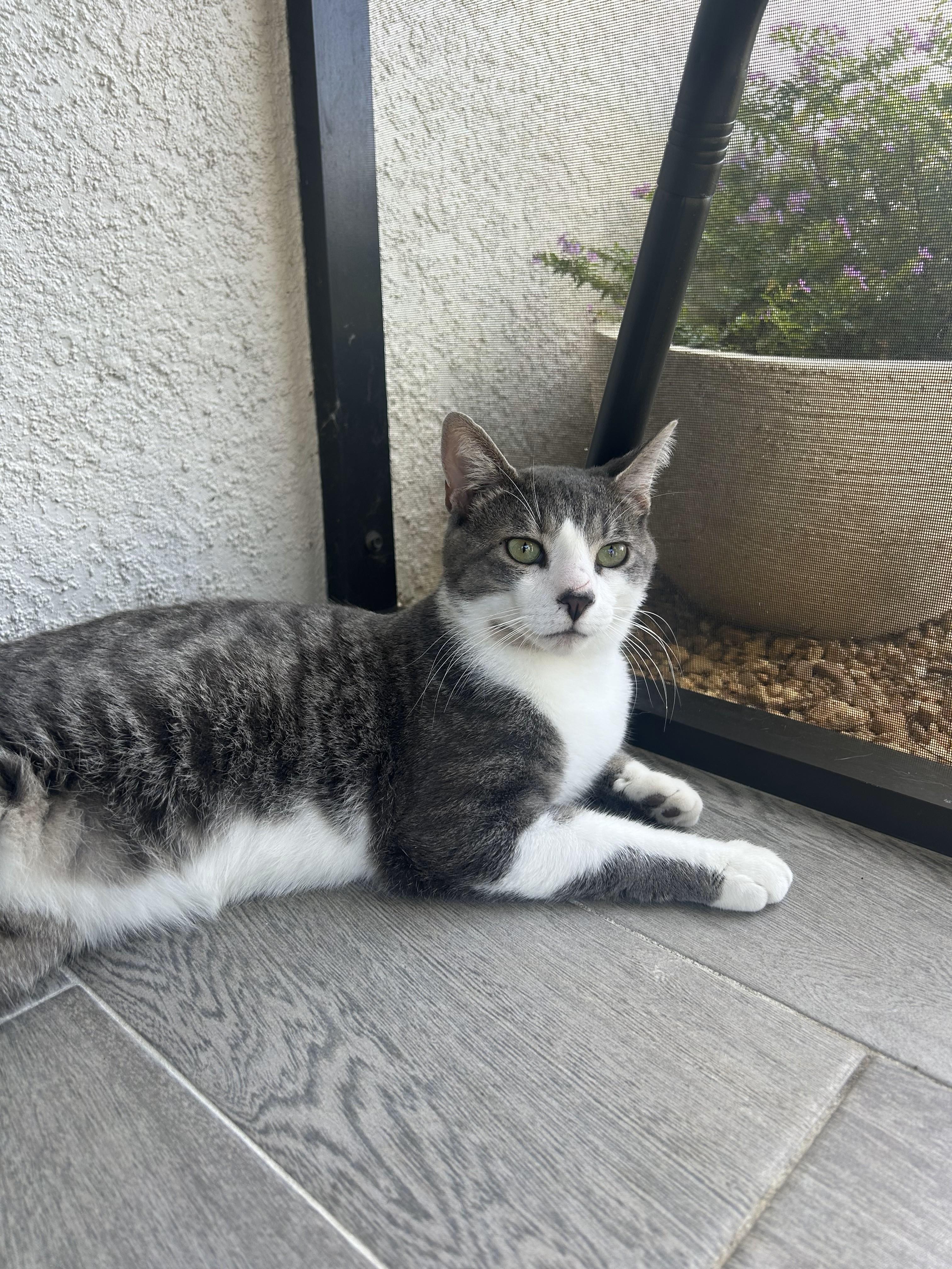 Hawoo, a Adopted Domestic Short Hair in Fort Myers, FL image 1/3