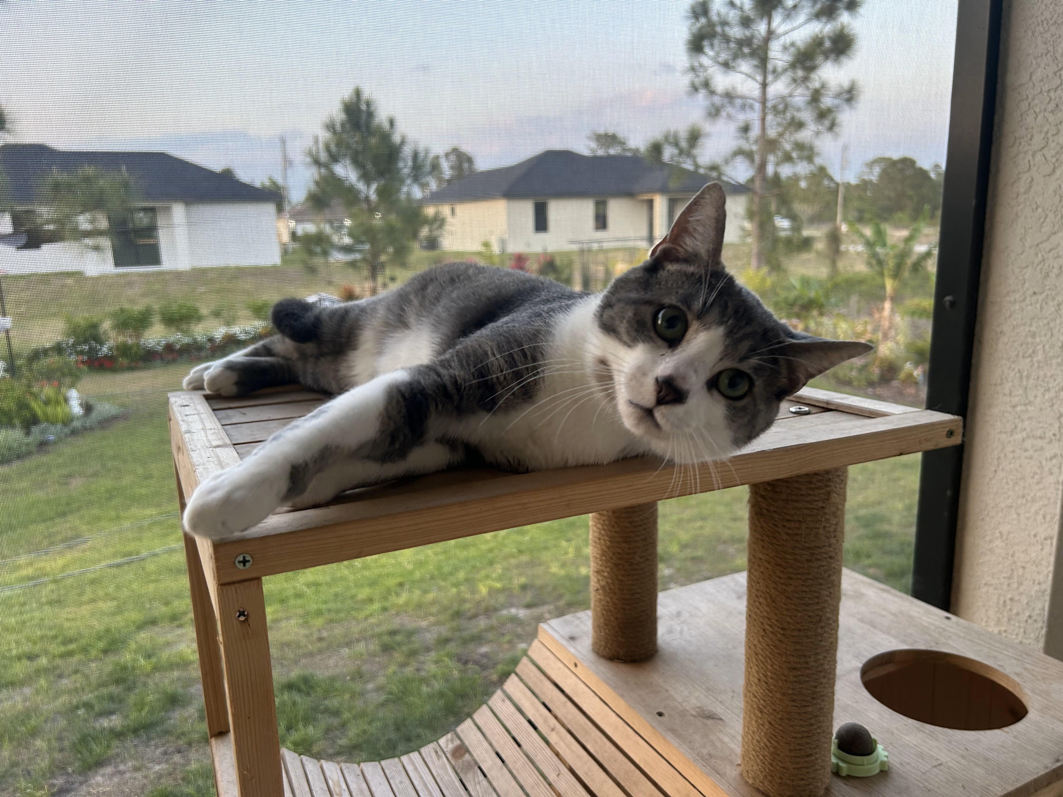 Hawoo, a Adopted Domestic Short Hair in Fort Myers, FL image 2/3