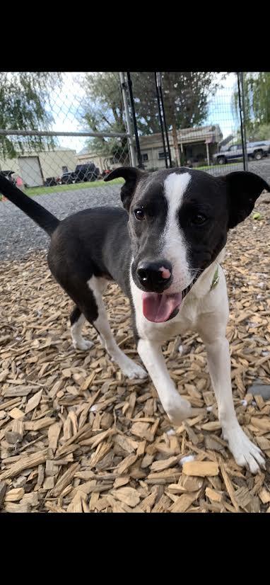 Odie, an adoptable Labrador Retriever in Selah, WA, 98942 | Photo Image 1