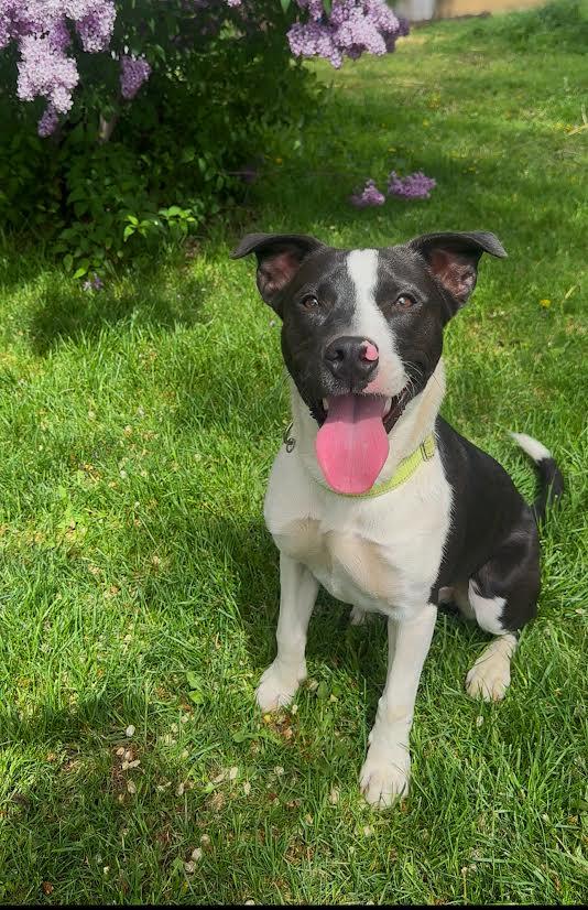 Odie, an adoptable Labrador Retriever in Selah, WA, 98942 | Photo Image 2