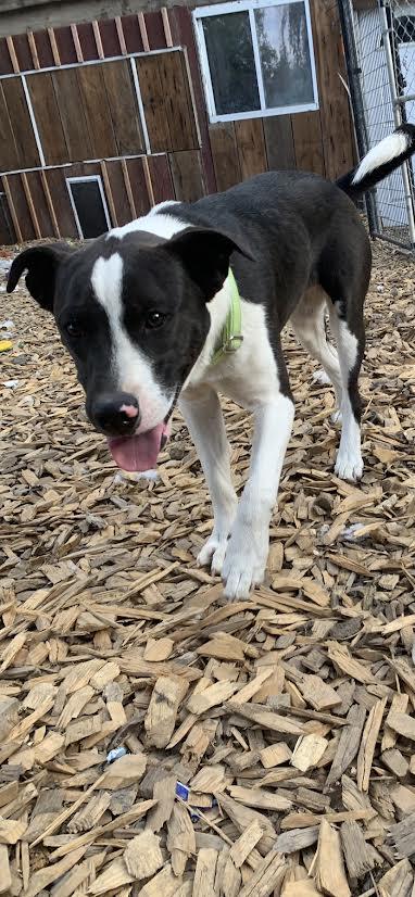 Odie, an adoptable Labrador Retriever in Selah, WA, 98942 | Photo Image 3