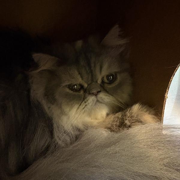 Enlarge Baby, a Adoptable Persian in Sioux City, IA image 1/1