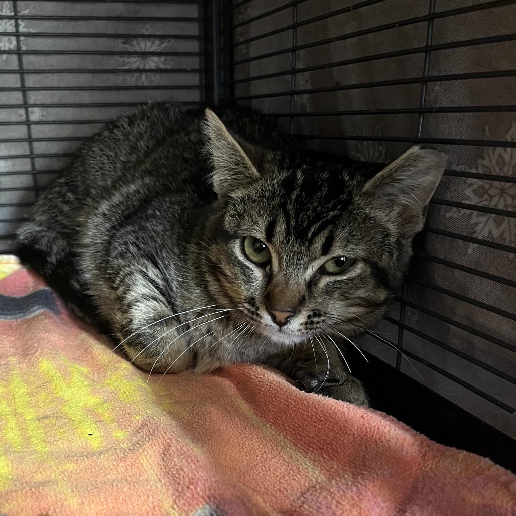 Bisque, Adoptable, Young Male Domestic Short Hair.