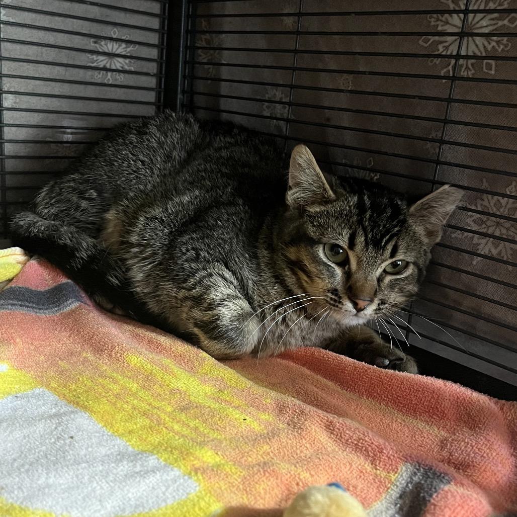 Enlarge Bisque, a Adoptable Domestic Short Hair in Waldorf, MD image 2/4