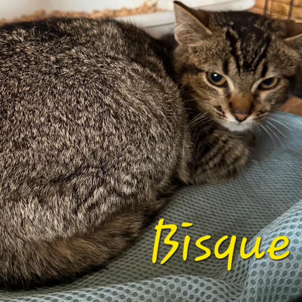 Enlarge Bisque, a Adoptable Domestic Short Hair in Waldorf, MD image 3/4