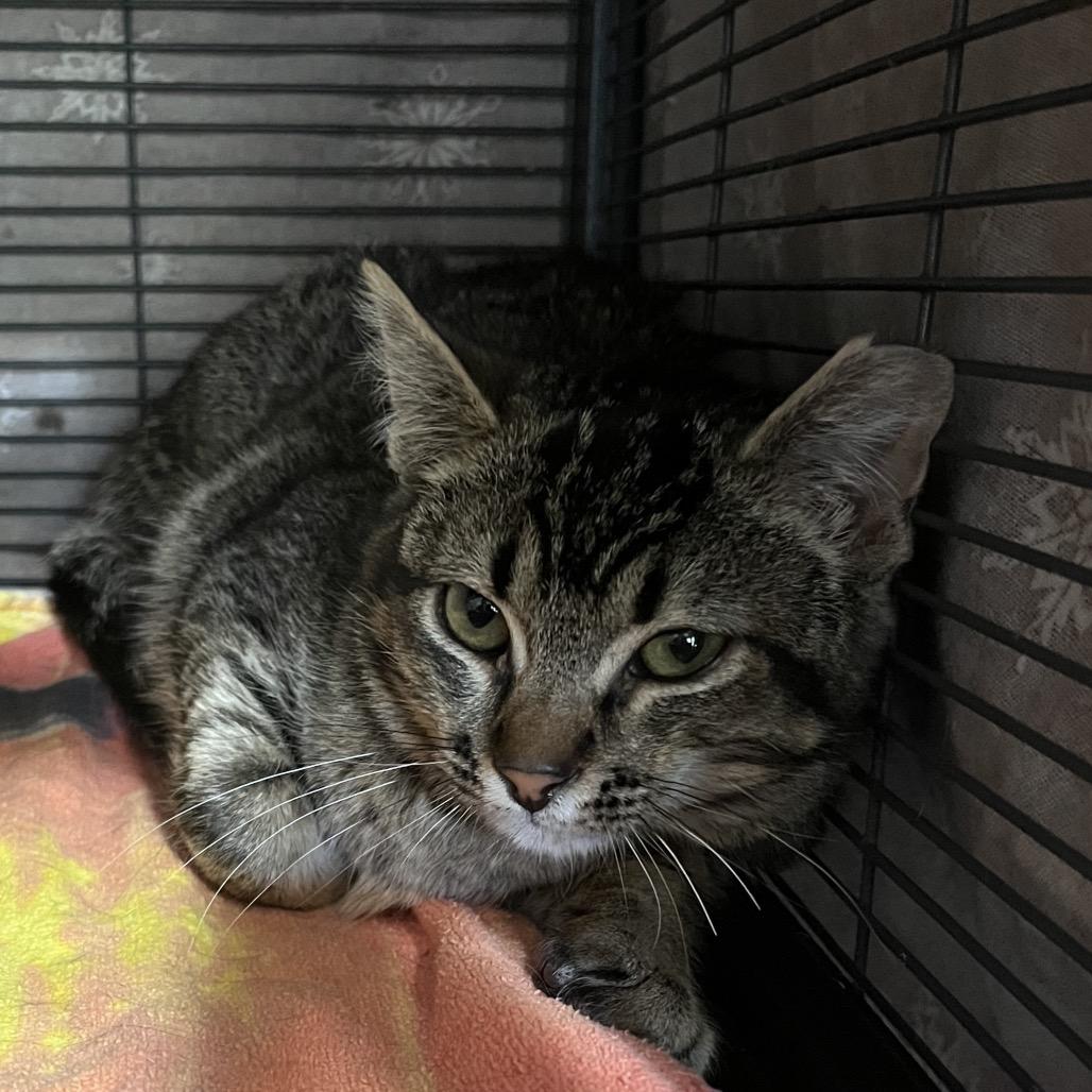 Enlarge Bisque, a Adoptable Domestic Short Hair in Waldorf, MD image 4/4