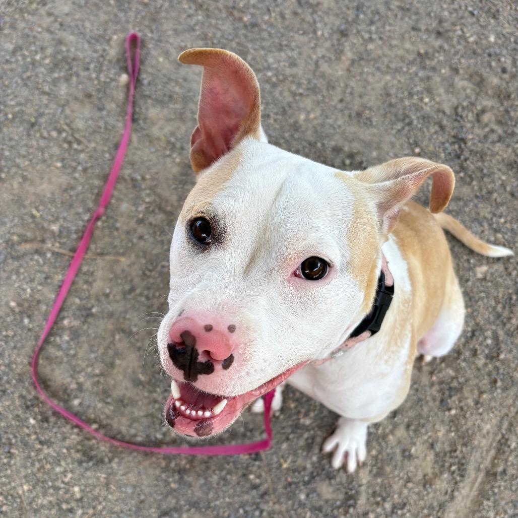 Posey, Adoptable, Young Female Pit Bull Terrier.