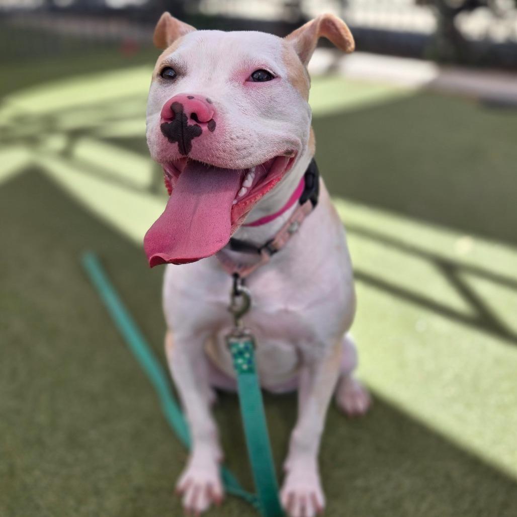 Enlarge Posey, a Adoptable Pit Bull Terrier in Albuquerque, NM image 2/6