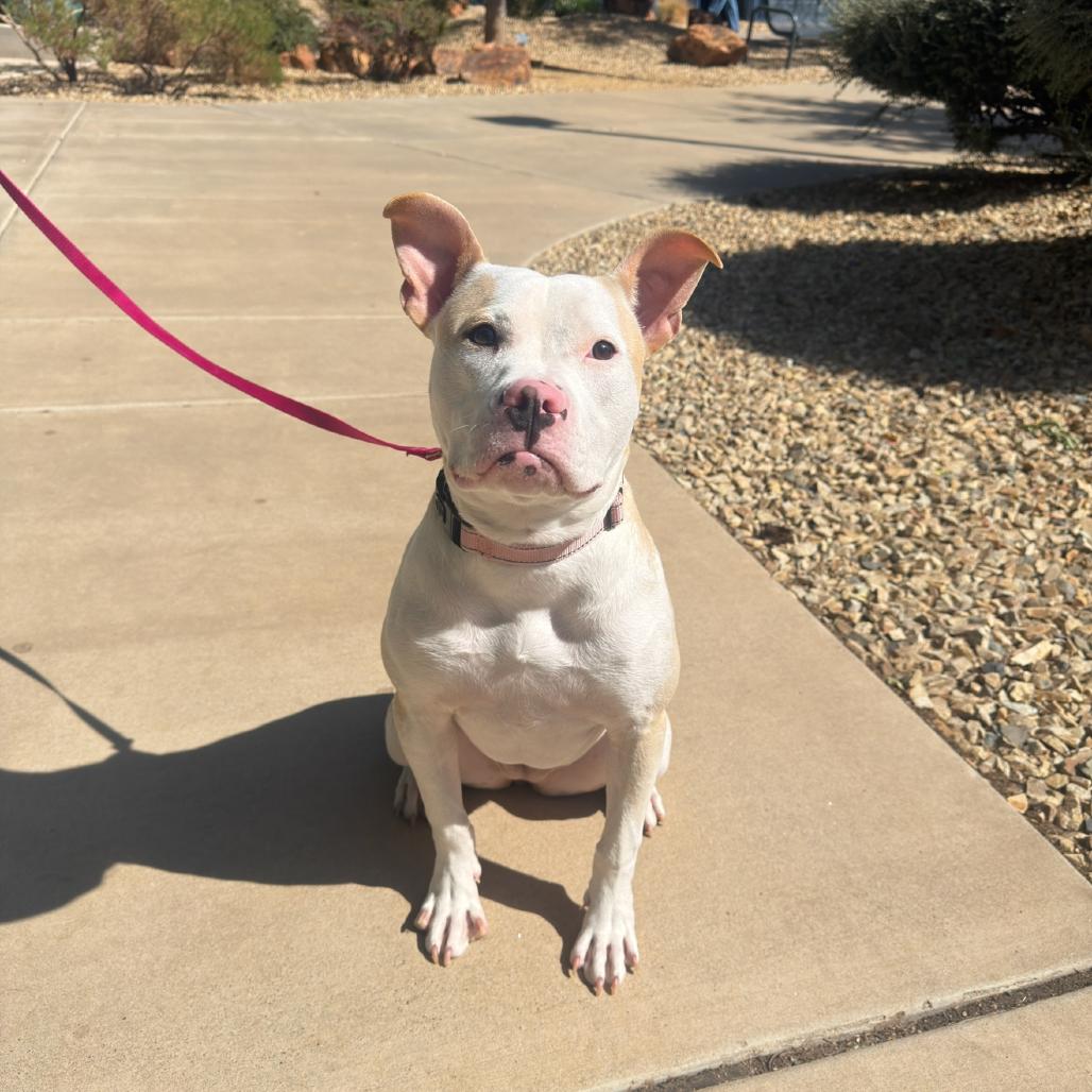 Enlarge Posey, a Adoptable Pit Bull Terrier in Albuquerque, NM image 3/6