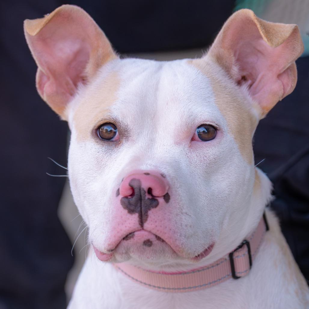 Enlarge Posey, a Adoptable Pit Bull Terrier in Albuquerque, NM image 4/6