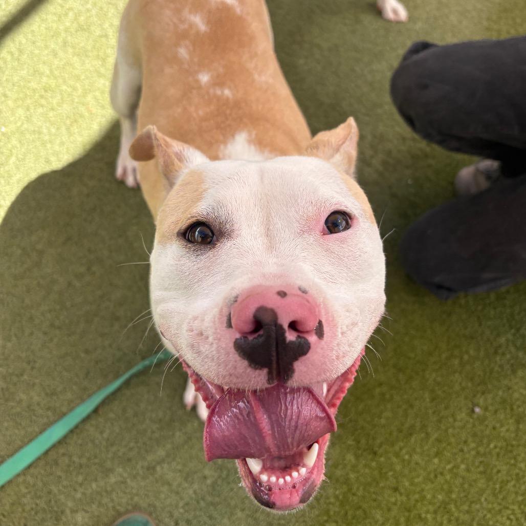 Enlarge Posey, a Adoptable Pit Bull Terrier in Albuquerque, NM image 5/6