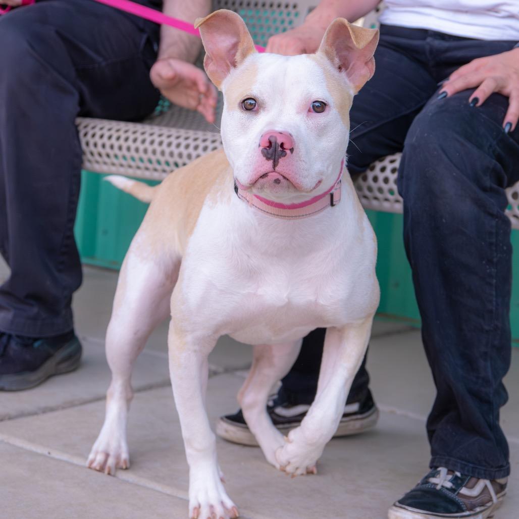 Enlarge Posey, a Adoptable Pit Bull Terrier in Albuquerque, NM image 6/6