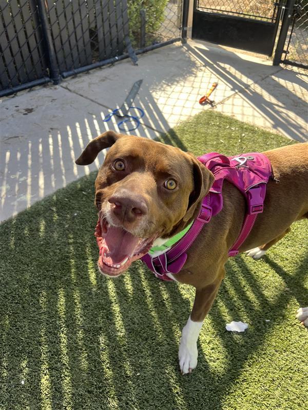 Fomo, Adoptable, Adult Male Labrador Retriever.