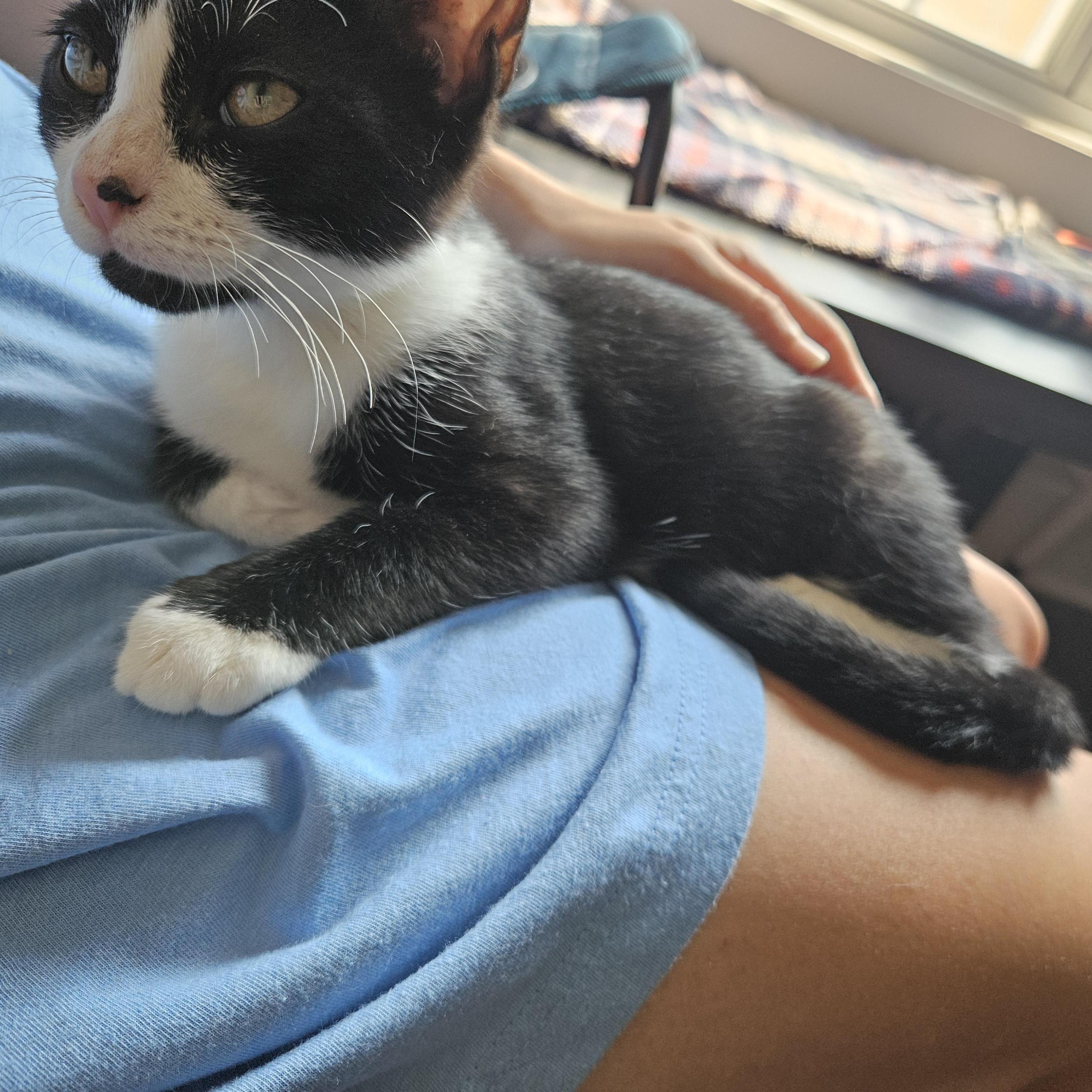 Enlarge Robin, a ADOPTABLE Domestic Short Hair in Wilmington, NC image 4/4