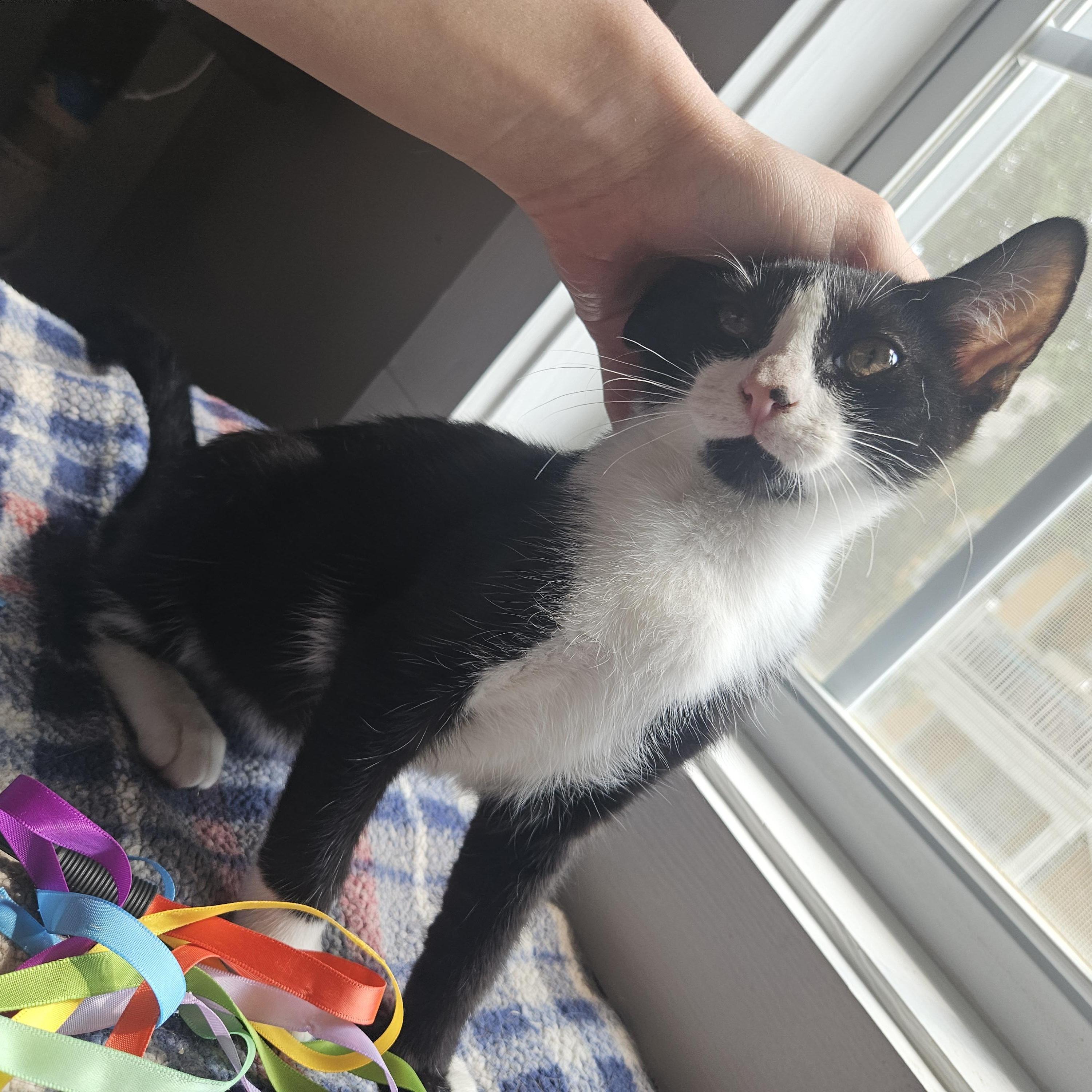 Enlarge Robin, a ADOPTABLE Domestic Short Hair in Wilmington, NC image 3/4