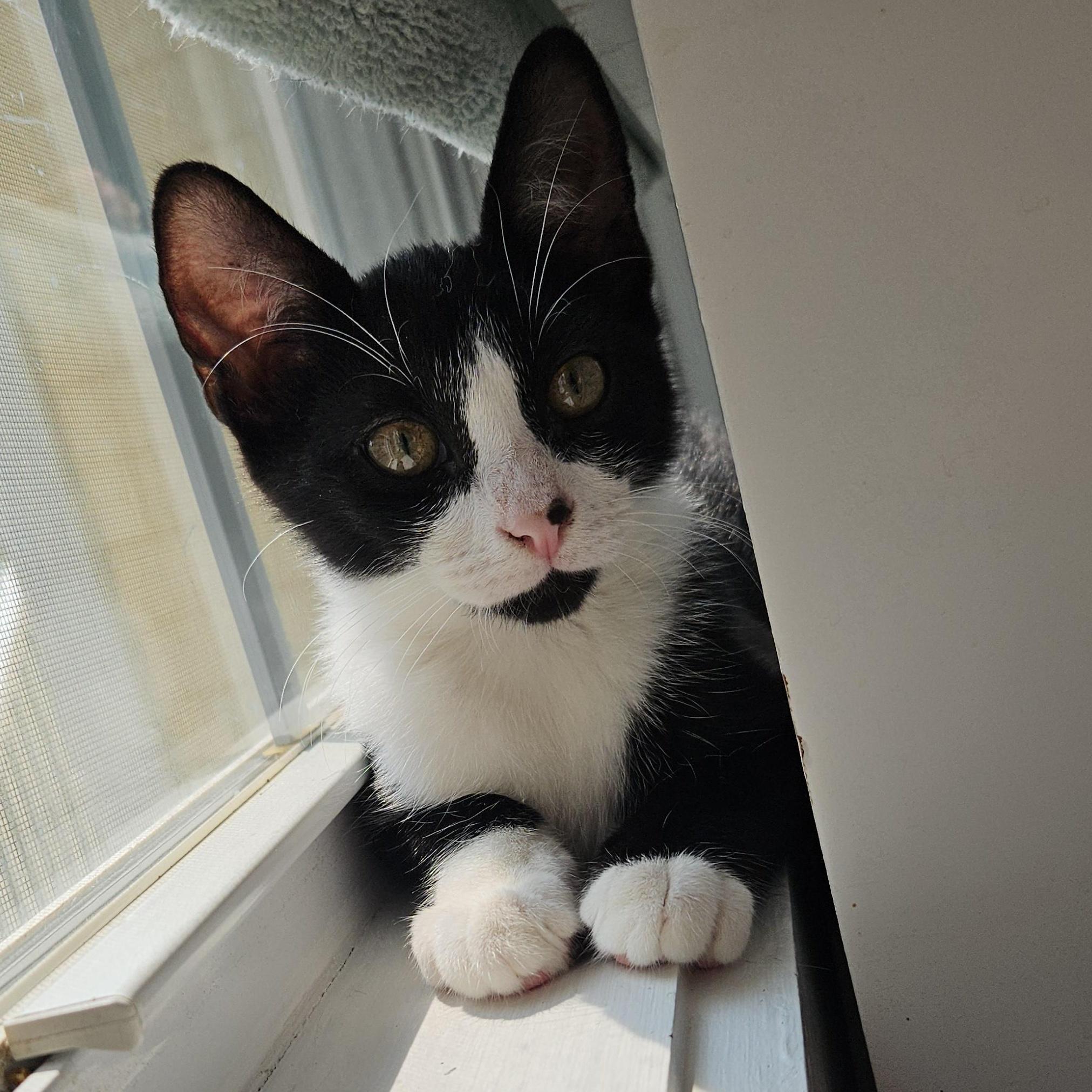 Robin, ADOPTABLE, Kitten Male Domestic Short Hair.