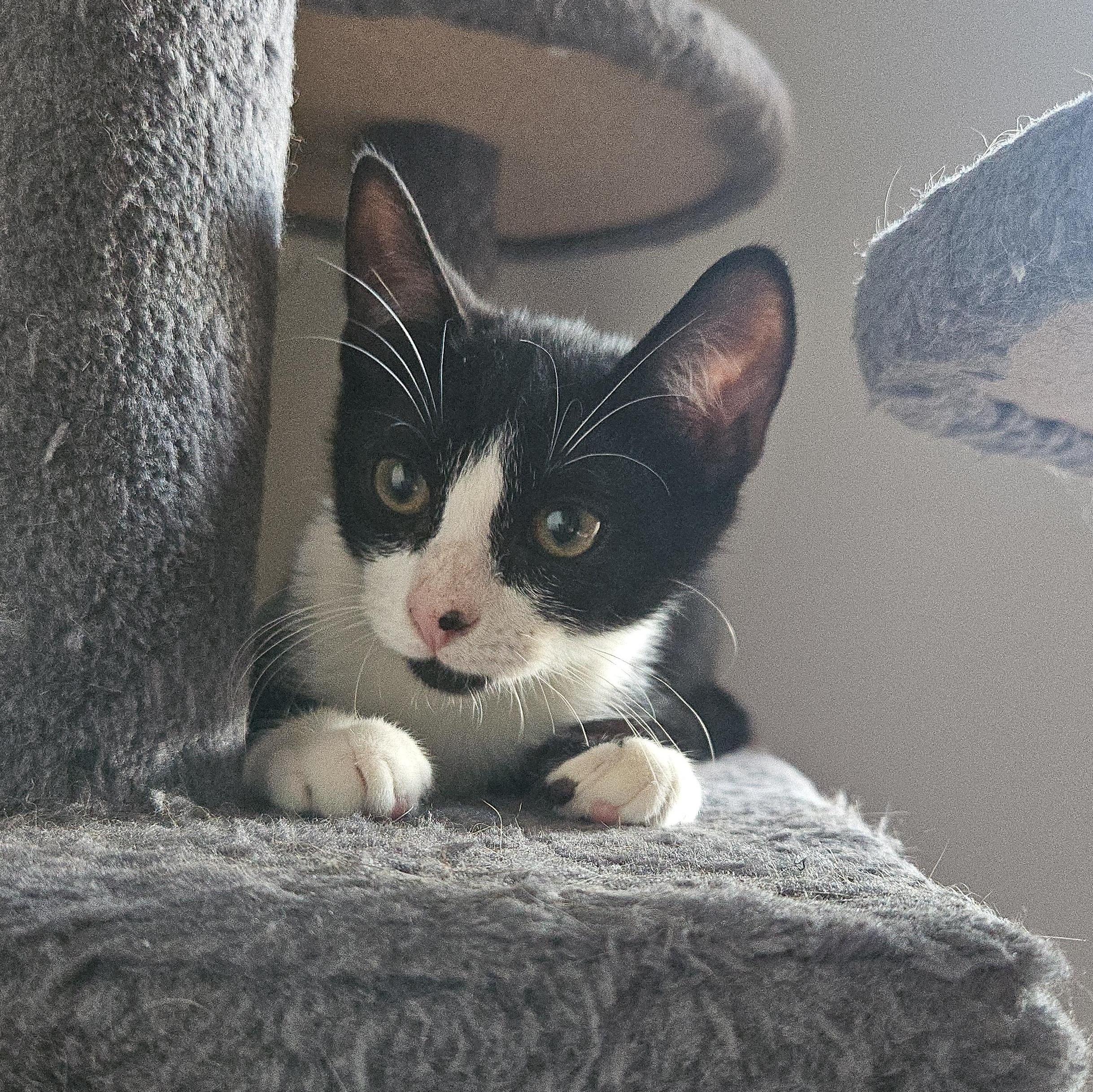 Enlarge Robin, a ADOPTABLE Domestic Short Hair in Wilmington, NC image 2/4