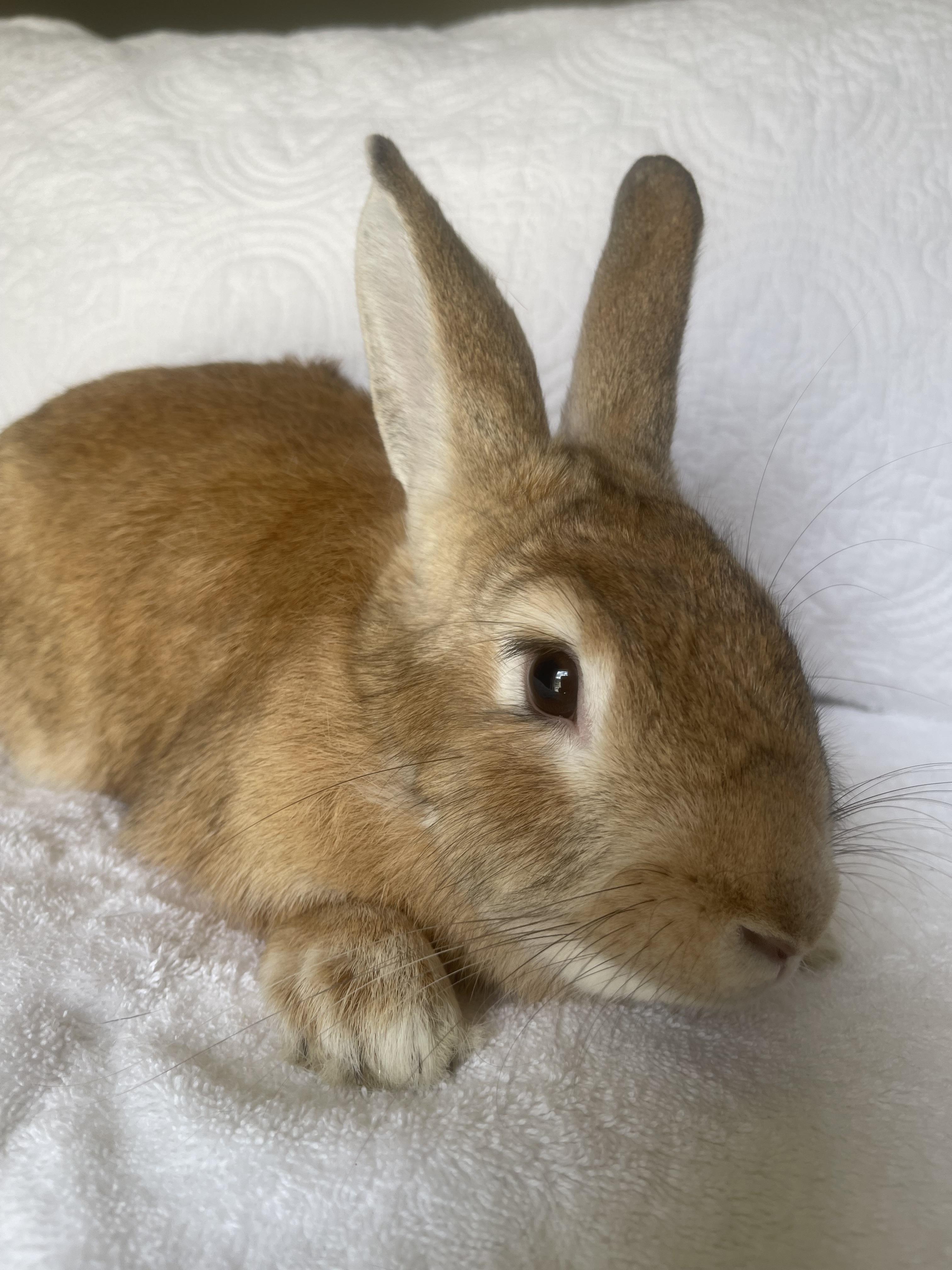 Enlarge Bailey, a ADOPTABLE Bunny Rabbit in Birmingham, AL image 5/5