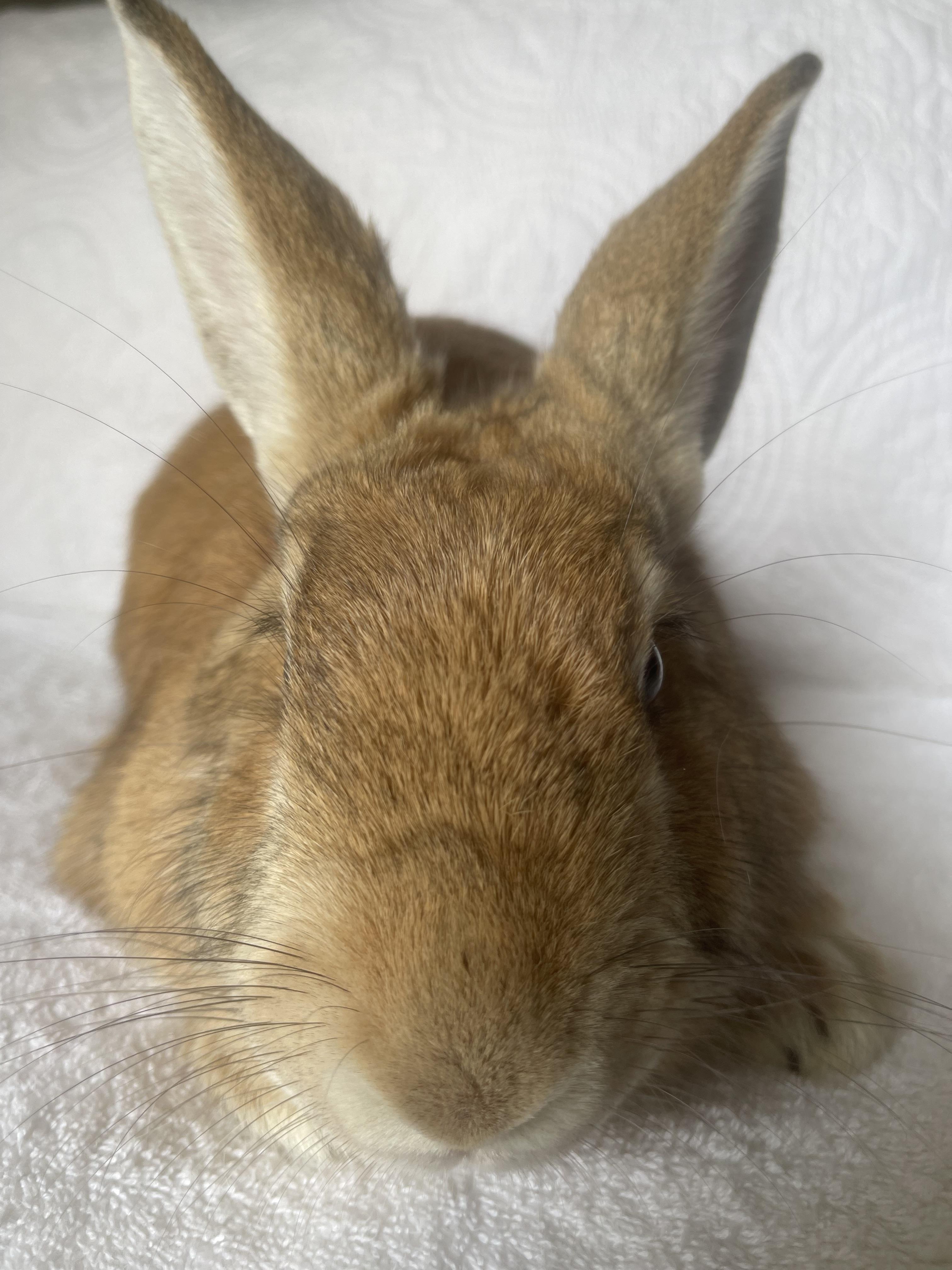 Enlarge Bailey, a ADOPTABLE Bunny Rabbit in Birmingham, AL image 2/5