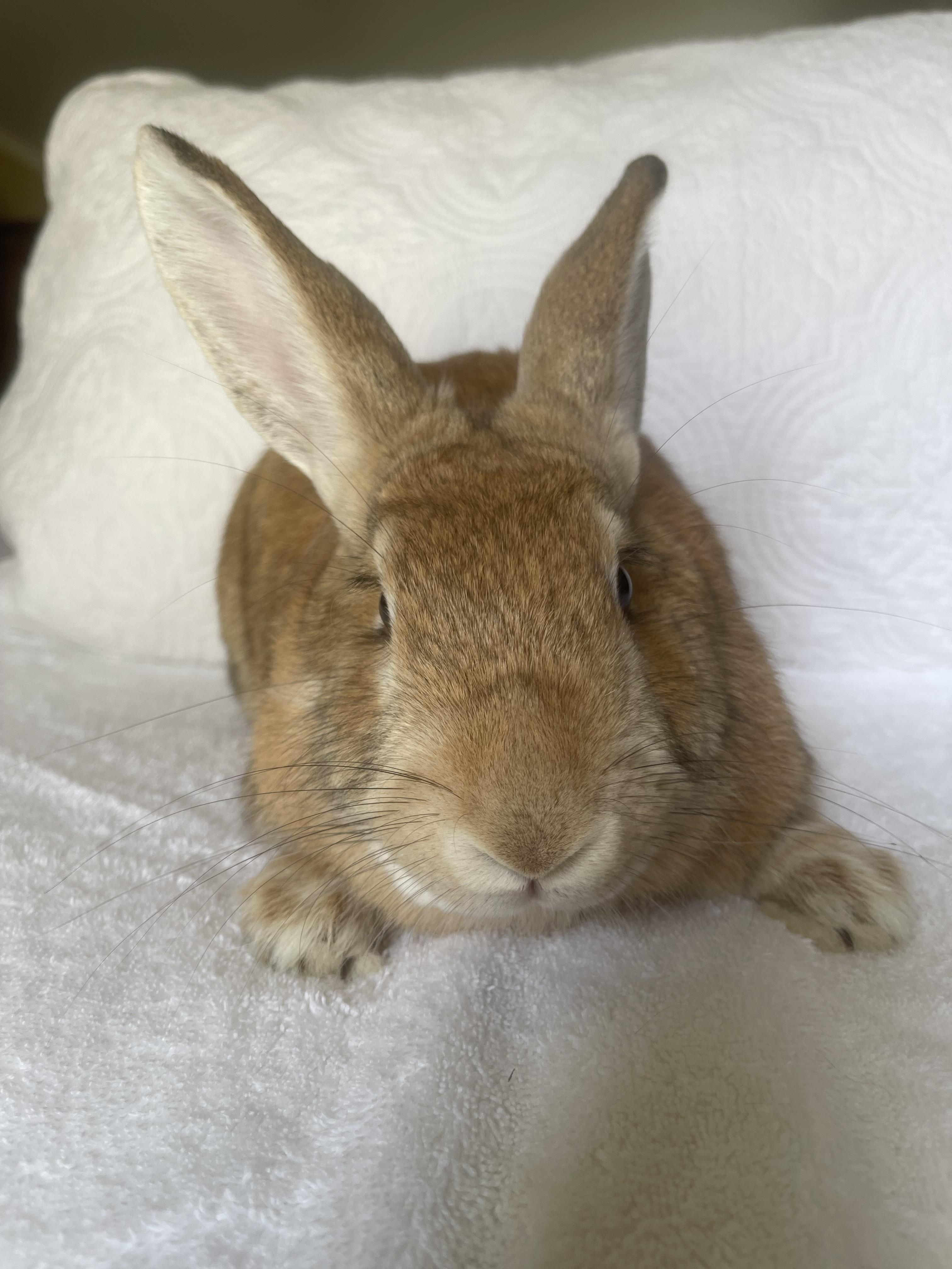 Enlarge Bailey, a ADOPTABLE Bunny Rabbit in Birmingham, AL image 3/5